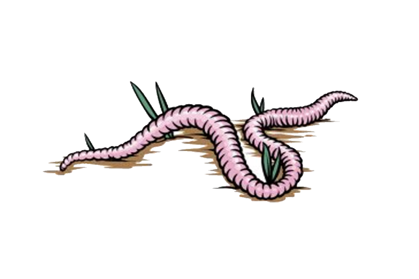 worm drawing