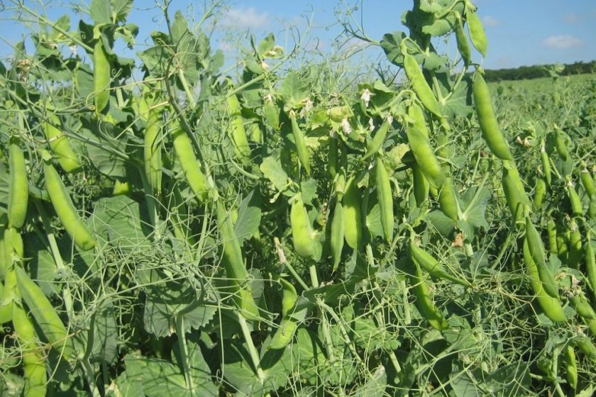 Exploring The Varieties, Climate & Soil Requirements for Pea Cultivation