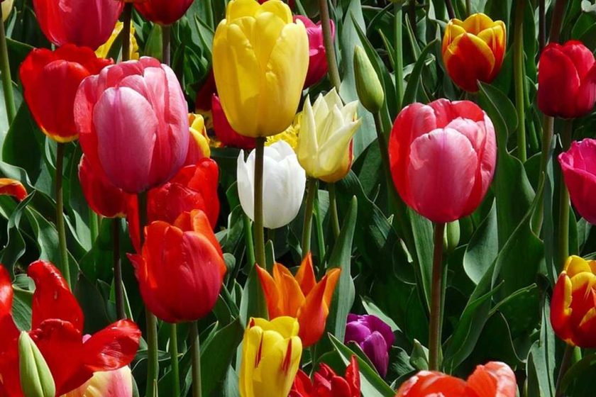 gardens in Kashmir