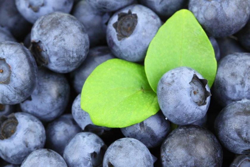 Cultivating Blueberries in India: Health Benefits, Uses