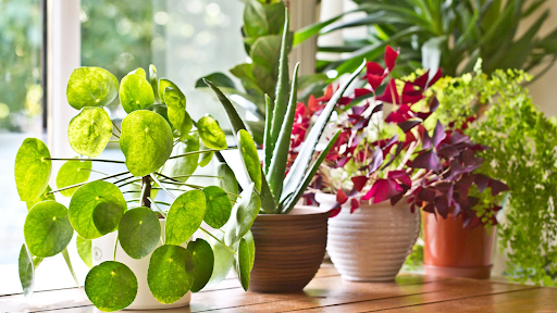 indoor plants