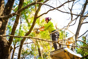 tree trimming OKC