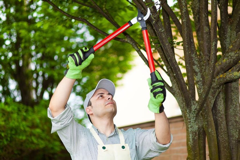 tree trimming OKC
