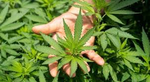 Hemp Biomass Processing