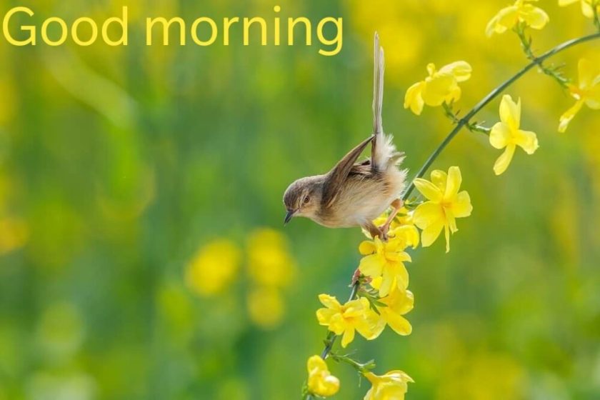 Good Morning Wishes and Images: Starting Your Day with Positivity