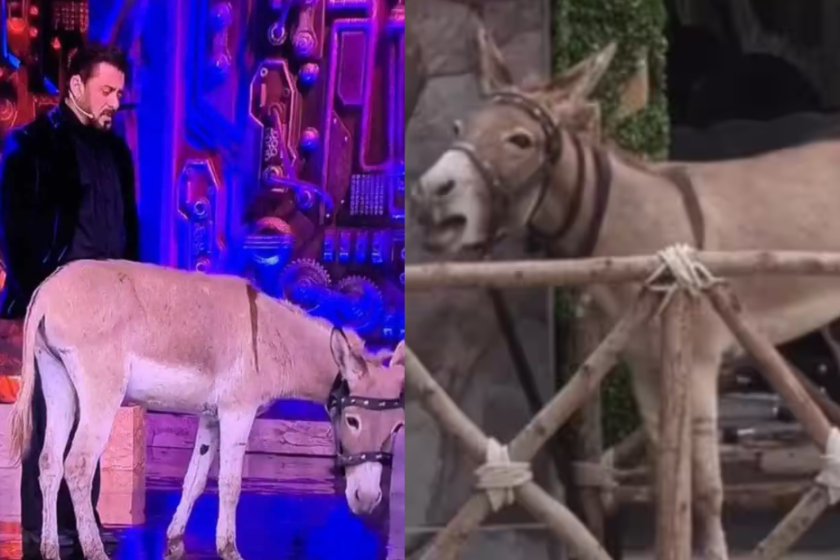 Bigg Boss 18 Evicts Donkey Gadhraj Following Pressure from Animal Welfare Groups