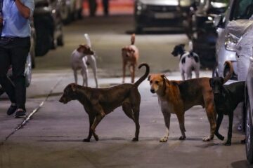 Supreme Court’s Order on Stray Dogs Sparks Nationwide Debate