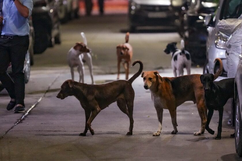 Supreme Court’s Order on Stray Dogs Sparks Nationwide Debate